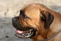 Bull Mastiff Royalty Free Stock Photo