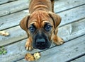 Bull Mastiff Royalty Free Stock Photo