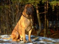 Bull mastiff