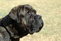 Bull Mastiff Royalty Free Stock Photo