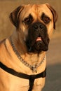 Bull Mastiff Royalty Free Stock Photo