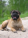 Bull mastiff