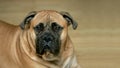 Bull mastiff dog Royalty Free Stock Photo