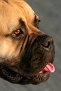 Bull Mastiff Dog Royalty Free Stock Photo