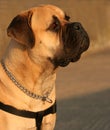 Bull Mastiff Dog Royalty Free Stock Photo