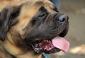 Bull Mastiff Dog close up Royalty Free Stock Photo
