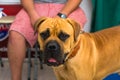 bull mastiff dog mixed breed at the veterinary clinic Royalty Free Stock Photo