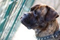 Bull mastiff dog Royalty Free Stock Photo