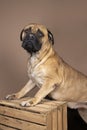 Bull mastiff dog dog standing on a crate  on a beige background Royalty Free Stock Photo