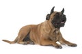 Bull mastiff and horn Royalty Free Stock Photo