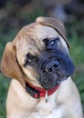 Bull Mastiff Puppy Royalty Free Stock Photo