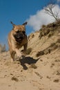 Bull Mastiff running Royalty Free Stock Photo
