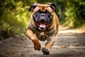 Bull Mastiff running Royalty Free Stock Photo