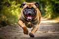 Bull Mastiff running