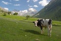 A bull on the meadow