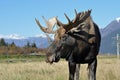 Bull Moose Royalty Free Stock Photo