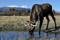 Bull Moose