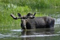 Bull Moose