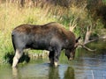 Bull moose Royalty Free Stock Photo