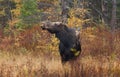 Cow moose Alces alces and calf grazing in a field in Canada