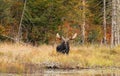 Bull Moose in autumn in Algonquin Park Royalty Free Stock Photo