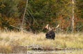 Bull Moose in autumn in Algonquin Park Royalty Free Stock Photo