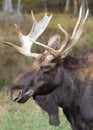 Bull moose closeup in autumn Royalty Free Stock Photo