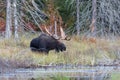 Bull Moose in autumn in Algonquin Park in Canada Royalty Free Stock Photo