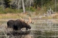 Bull Moose with huge antlers (Alces alces) feeding in a marsh in Algonquin Park, Canada in autumn Royalty Free Stock Photo