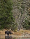 Bull Moose in autumn in Algonquin Park Royalty Free Stock Photo