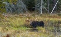 Bull Moose in autumn in Algonquin Park Royalty Free Stock Photo