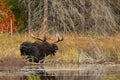 Bull Moose in autumn in Algonquin Park Royalty Free Stock Photo