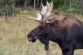 Bull moose Alces alces standing a field in autumn Royalty Free Stock Photo