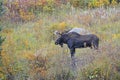 Bull moose with antlers in autumn scenery Royalty Free Stock Photo