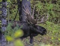 Bull Moose following his female through the woods. Royalty Free Stock Photo