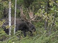 A Bull Moose with antlers coming out of the woods in The Grand Tetons.