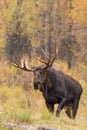 Bull Moose in Autumn Royalty Free Stock Photo