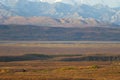 Bull Moose in Autumn in Denali National Park Alaska Royalty Free Stock Photo