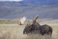 Bull Moose in Autumn in Grand Teton National Park Royalty Free Stock Photo