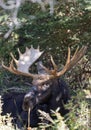 Bull Moose Bedded in Autumn in Grand Teton National Park Royalty Free Stock Photo
