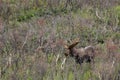 Bull Moose in Brush, I