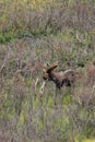 Bull Moose in Brush, II