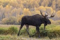 Bull moose Royalty Free Stock Photo