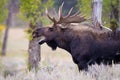 Bull Moose calling for mate Royalty Free Stock Photo