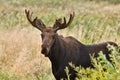 Bull Moose Close up