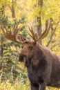Bull Moose Close Up