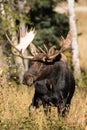 Bull Moose Close Up in Fall