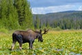 Bull moose in a Colorado mountain lily pad filled lake Royalty Free Stock Photo