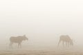 Bull moose and a cow in a foggy field in the rutting period Royalty Free Stock Photo