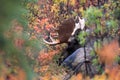 Bull Moose, Denali Alaska USA Royalty Free Stock Photo